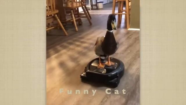 Смешные ЕНОТЫ, ПАНДЫ, СОБАКИ #37 / Ржачные животные 2022. смотреть онлайн