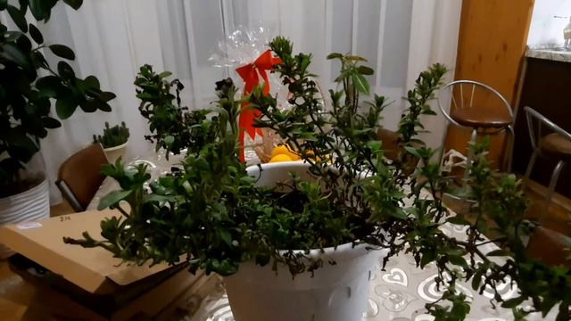 Как сохранить петунию до весны! смотреть онлайн