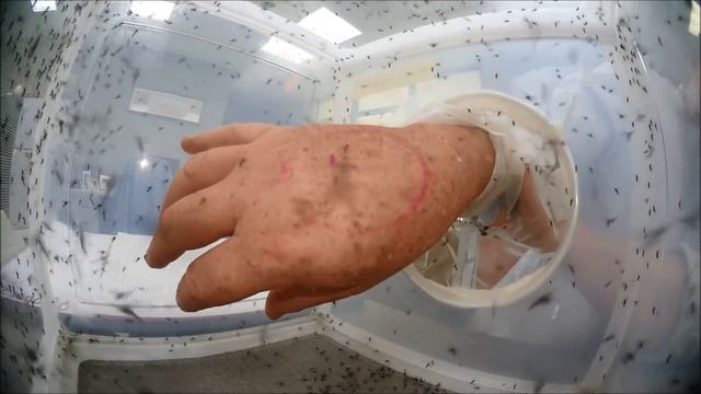 DEET effectiveness demo смотреть онлайн