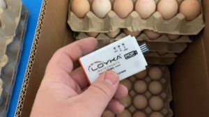 Импортное инкубационное яйцо, как происходит контроль температуры, от завода до покупателя.
