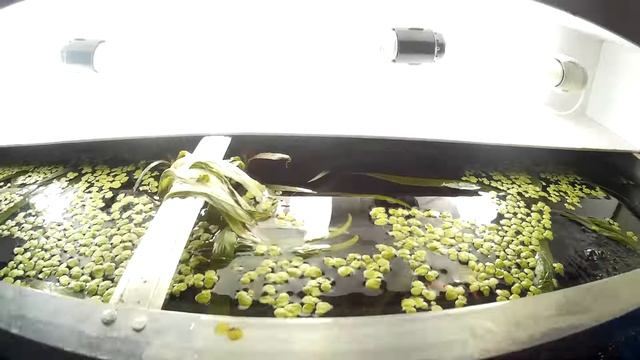 #47 Светодиодные лампы в аквариуме. LED lamp in aquarium смотреть онлайн