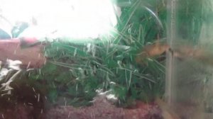 Мальки гуппи, пересадка в общий аквариум