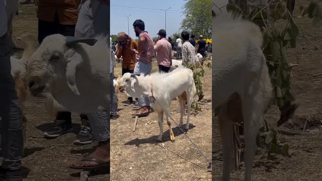 Aggressive Goat Full White At Gandhi Nagar Bakra Mandi Bhopal 2023 смотреть онлайн