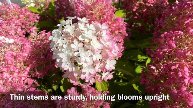 Tidbit Fire Light Panicle Hydrangea (4K) September 5, 2023 смотреть онлайн