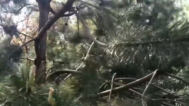 Французский бульдог Мира лежит со мной на сене