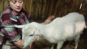 Утро после тяжелого окота у козы. Послед так и не отходит.