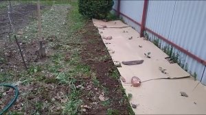 №6 Сажаем картофель на картон без перекопки