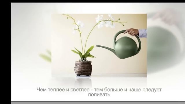 ОРХИДЕЯ ДЕНДРОБИУМ в домашних условиях. Особенности ухода смотреть онлайн