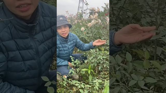 hoa và các loại cây cảnh chỉ từ 30k 0946723111. hoa hồng, hoa lan, hoa, cây, hoa trà, mộc hương смотреть онлайн