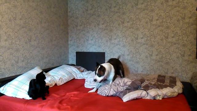 AmStaff & Cat Ненормальная любовь к котам.