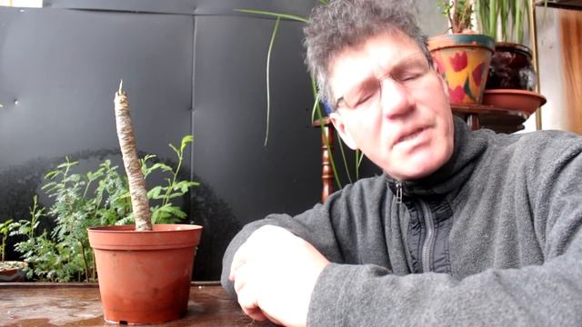 Plumeria Bonsai, Mar 2017 смотреть онлайн