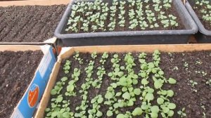 Что делать после всходов петунии, чем удобрить петунию