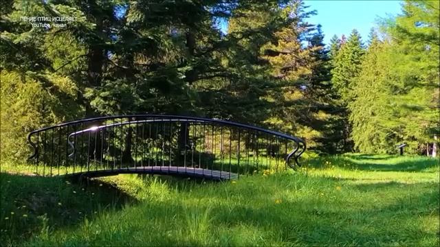Пение птиц 1 смотреть онлайн