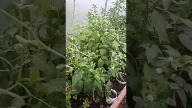 Теплица. смотреть онлайн
