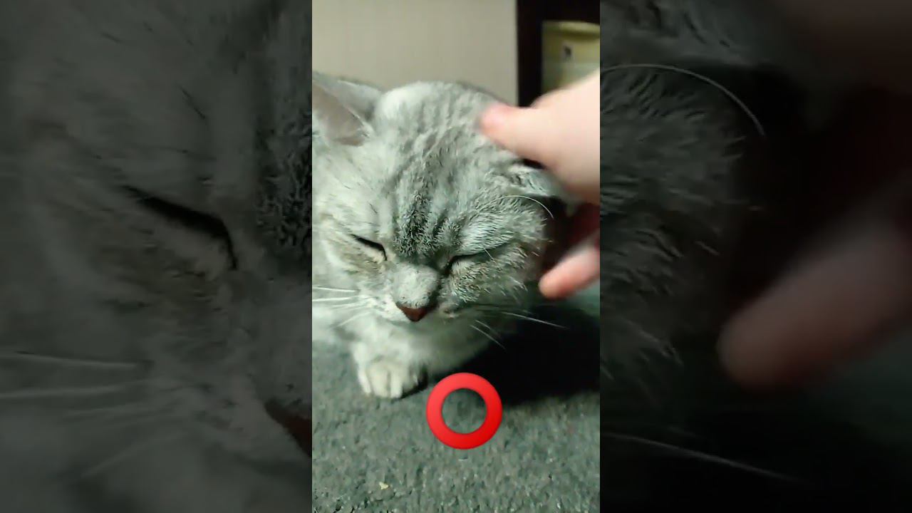 Ало ты только что меня ударил? #shorts #стрим #3к #minecraft #рекомендации #котики #милота смотреть онлайн