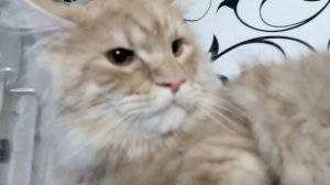 КотЭ Мейн-кун рычит и шипит как змея)))Maine Coon