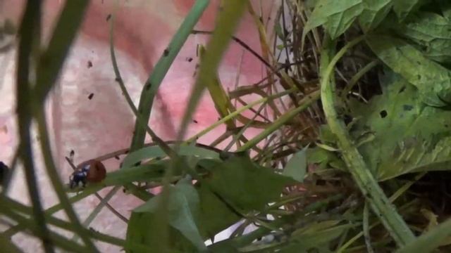 Божьи коровки (Coccinella Septempunctata, Psyllobora Vigintiduopunctata и др.) часть первая