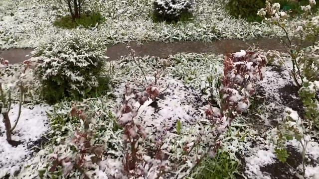 Розы в снежном плену