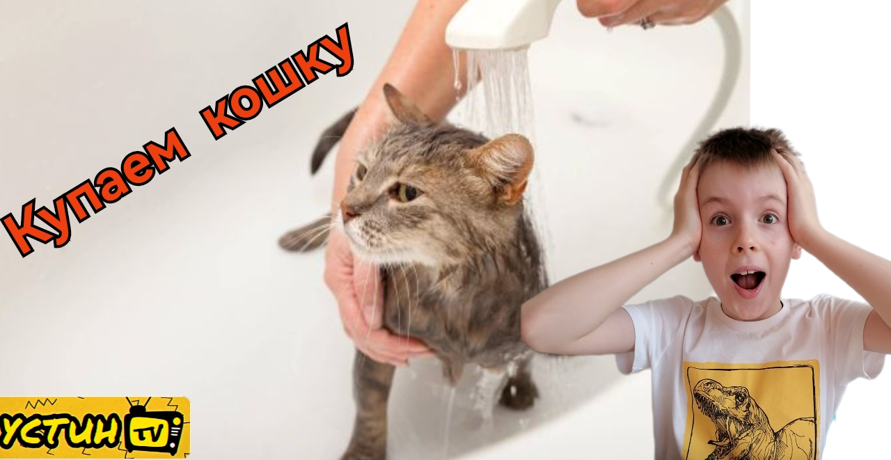 Моем кошку Мэри после вычёсывания. смотреть онлайн