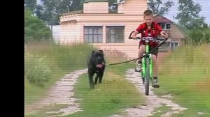 Рабочие кане корсо 5