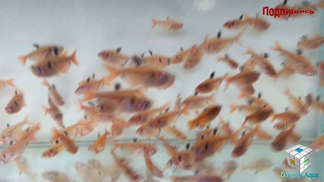 Серпас, Hyphessobrycon serpae, как отнерестить , Aquarium fish, Zierfische, Laichfische смотреть онлайн