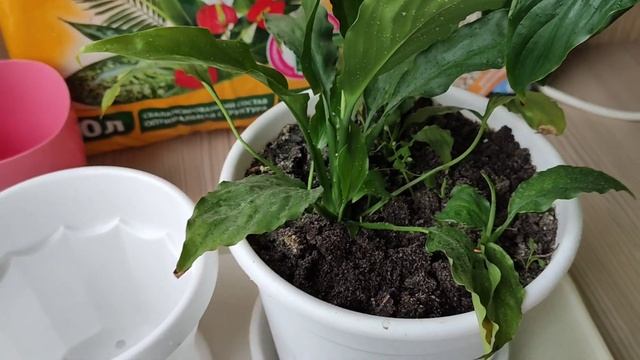 Женское счастье (спатифиллум) не цветёт, причины смотреть онлайн