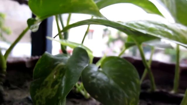 Canon A1200 - Focus Test смотреть онлайн