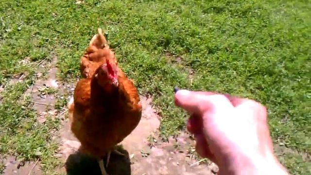 Всем курицам посвящается смотреть онлайн