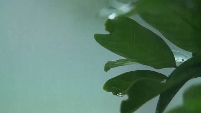 Peaceful Calm Meditation Music – Simple Pleasures