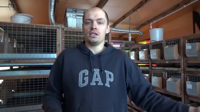 Почему Кроликам НЕЛЬЗЯ Сено | ЕвроФерма смотреть онлайн