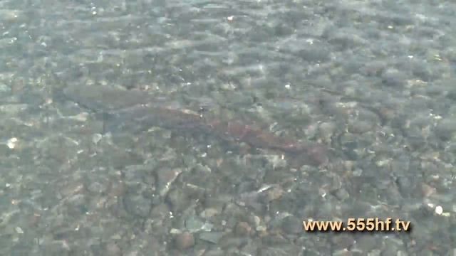 Экспедиция на Плато Путорано с Вячеславом Сааковым Часть 5 смотреть онлайн