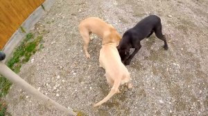 Пробудили азарт в щенках питбуля ! Включка молодняка. Кими ПОЛУЧИЛА !!! Летающие питбули драгон лай