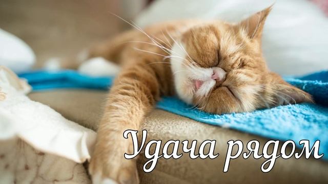 ХОРОШЕГО ВАМ ДНЯ видео пожелание / HAVE A GOOD DAY смотреть онлайн