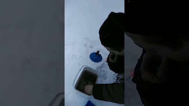 Рыбалка зимой на флажки смотреть онлайн