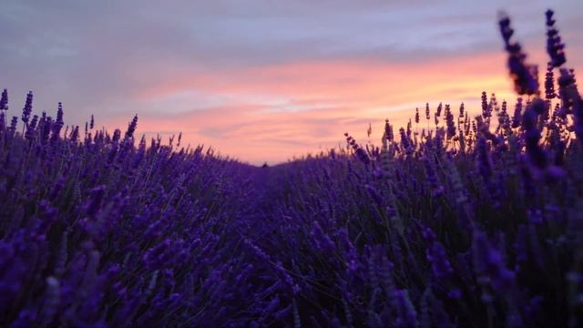 Lavender fields at Sunset - Relaxing ambient music for Meditation, Sleep, Study and Stress Relief смотреть онлайн