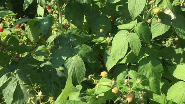 малина полька особенности ягоды #МАРАВИЛЛА #ЗЮГАНА #МАПЕМА #ПОЛЬКА Бизнес идеи смотреть онлайн