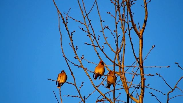 Птица Свиристель-северный гость на Вятке.