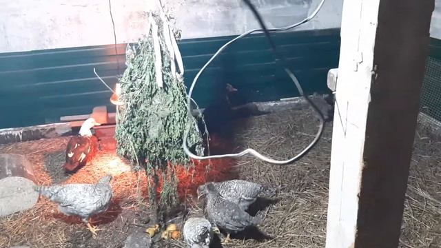 куры легбар утки мускусные в курятнике смотреть онлайн
