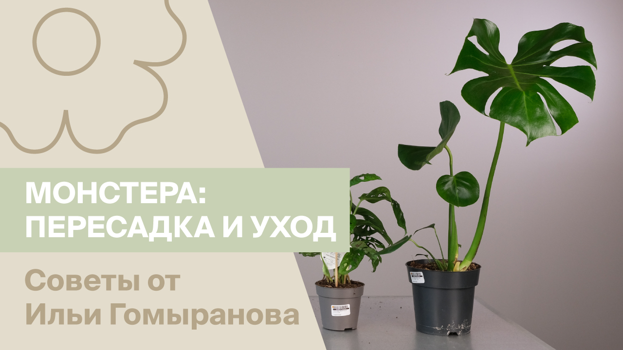 Монстера: секреты от Ильи Гомыранова