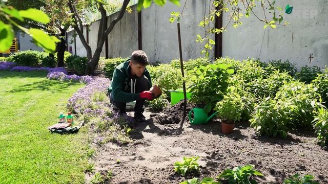 Как посадить МЕТЕЛЬЧАСТУЮ гортензию, готовим почву и саженец к посадке смотреть онлайн