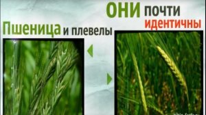 Кто такие плевелы _ Что говорит Библия о их природе происхождения .