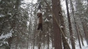 Охота На Соболя | Капканы: Первая Проверка| Давно Такого Не Было