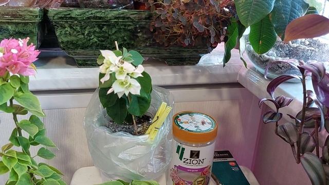 Балконный репортаж #цветы #сад_на_балконе #бугенвиллия смотреть онлайн