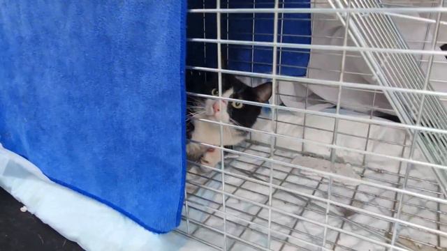 Very angry cat is caught in a trap! Cat caught and spayed смотреть онлайн