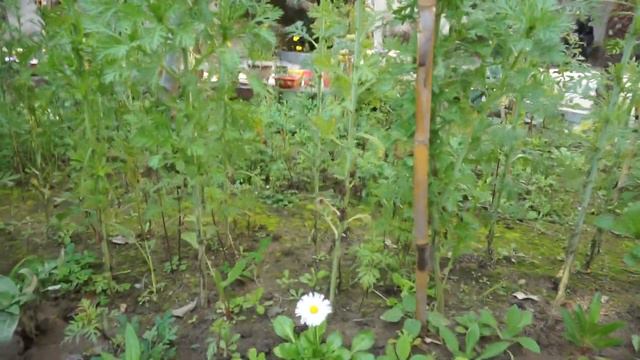 Yellow Centre white Marguerite Daisy flower plant and Bellis Daisy смотреть онлайн