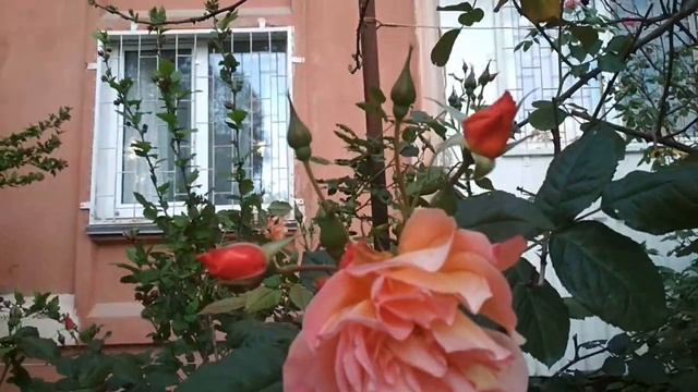 О, как прекрасен нежный май! смотреть онлайн