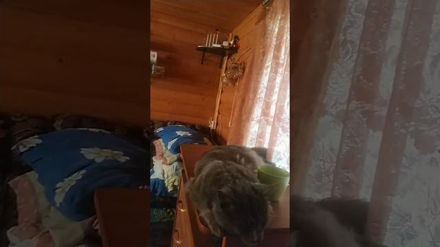Мейн Кун спит смотреть онлайн