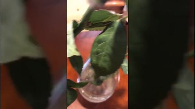 РОЗЫ СТОЯТ В ДВА РАЗА ДОЛЬШЕ! СУПЕР МЕТОД #дача #розы #цветы смотреть онлайн