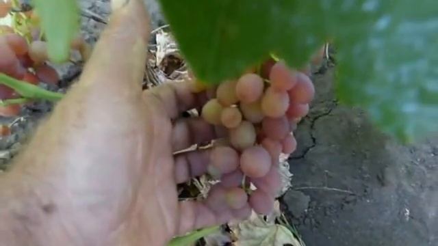 Сорт винограда Велес. смотреть онлайн