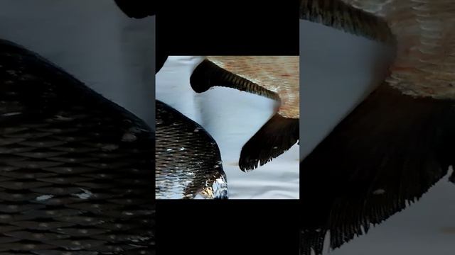 Весенний улов👍👍👍